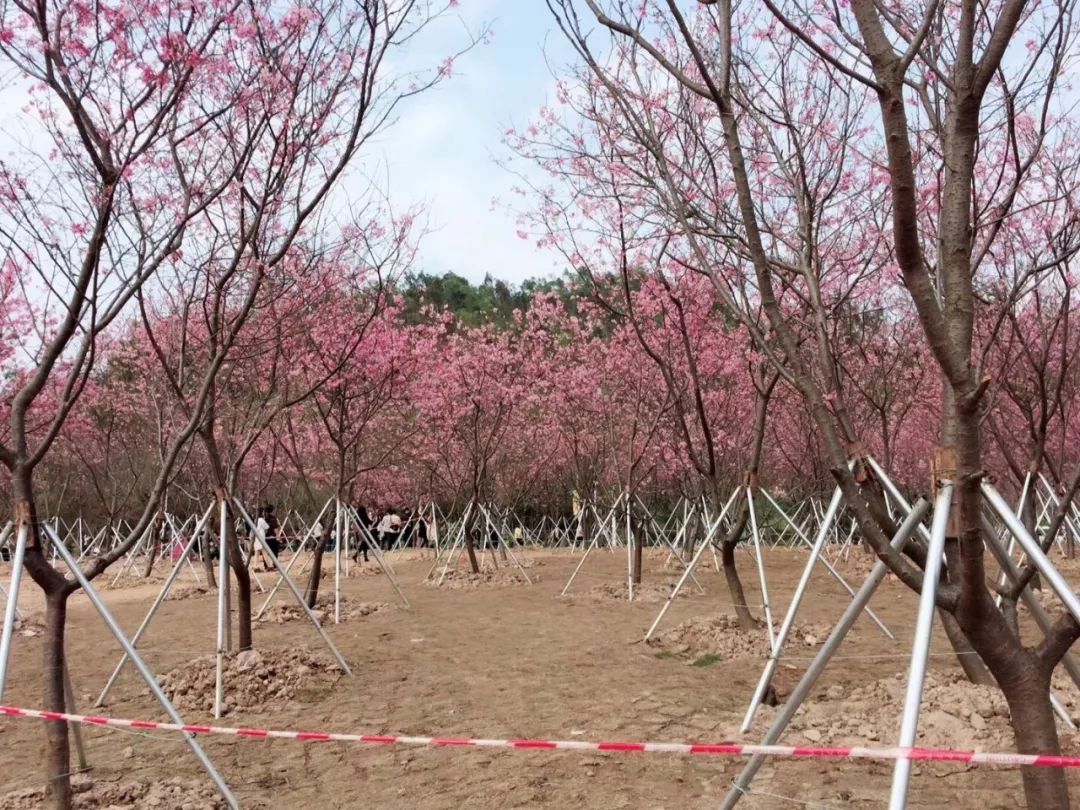 櫻花開啦!廉江·城北公園