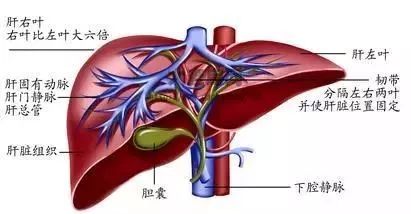 肝方叶部位图图片