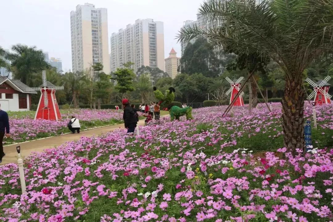 南宁市花卉公园格桑花开!花开正艳,美翻了.