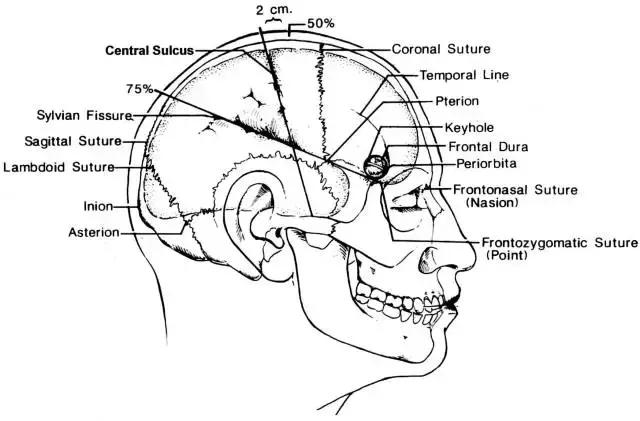 头颅冠状位图解图片