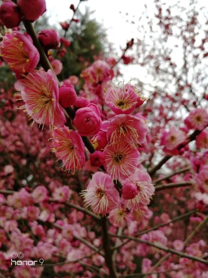 红梅傲雪,传春报喜,吉祥平安