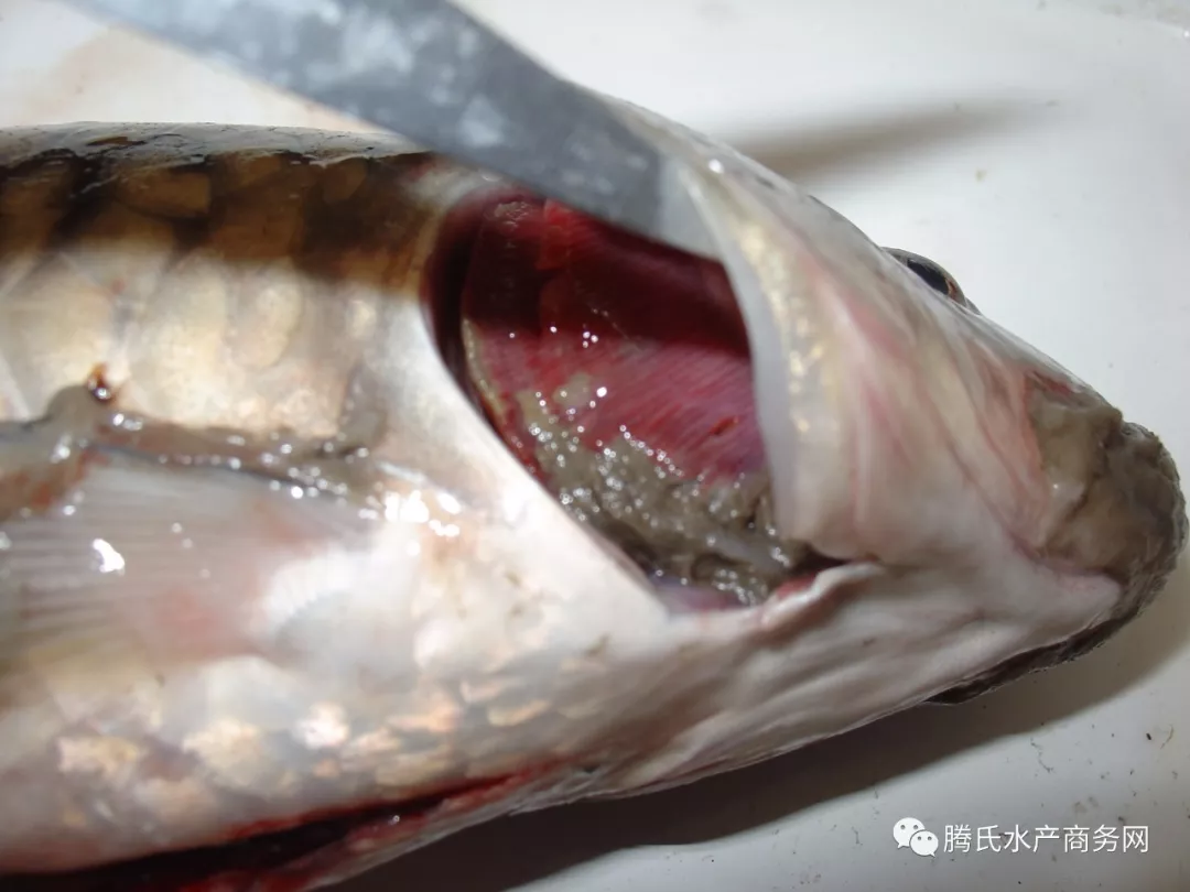斑马鱼水霉病图片图片