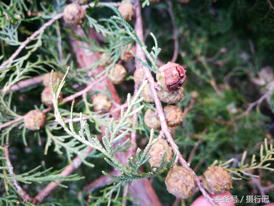 柏树果为柏科植物柏木的果实.别称为柏树子,香柏树子.