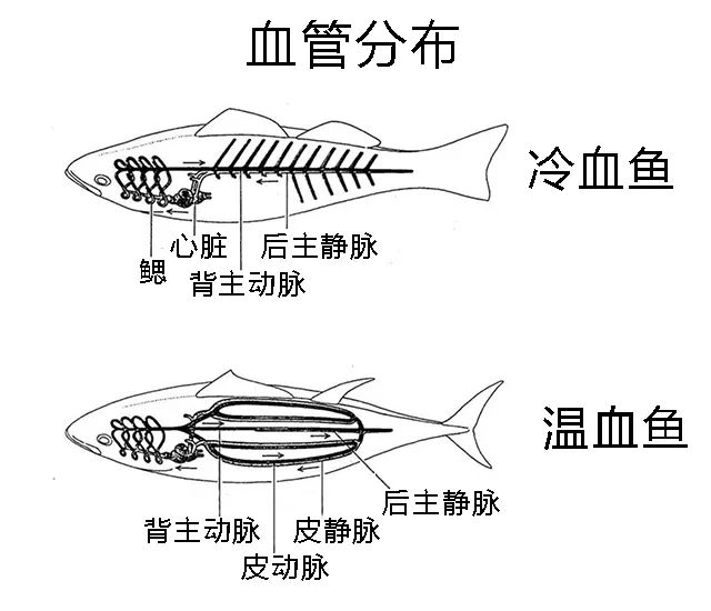 金枪鱼内脏解剖图图片