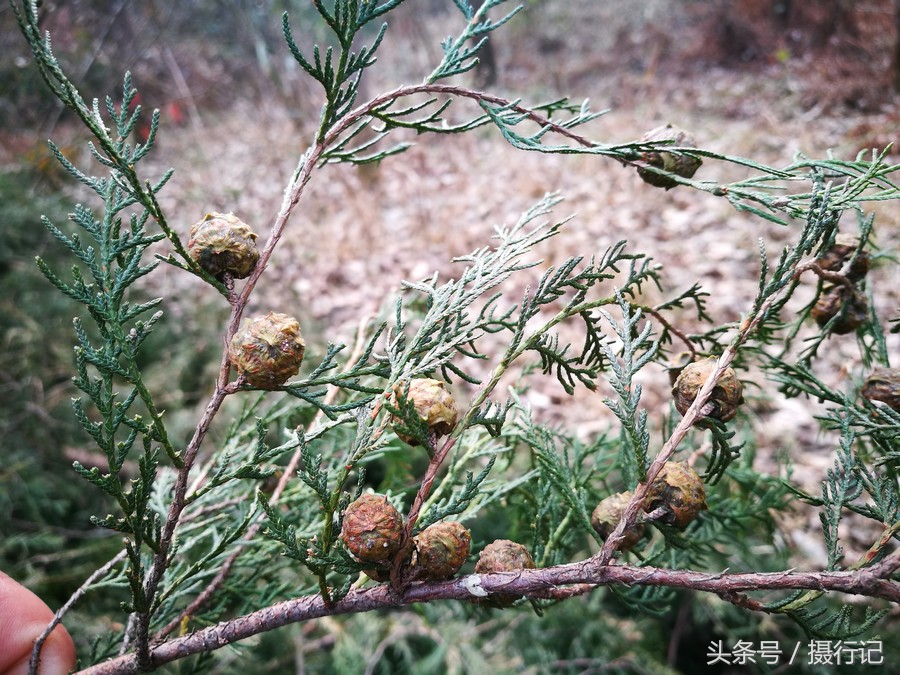 农村山坡上的柏树,大家可能都认识,结的果您认识吗?有药用价值