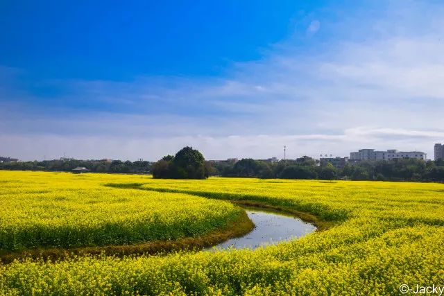 东莞油菜花景点图片