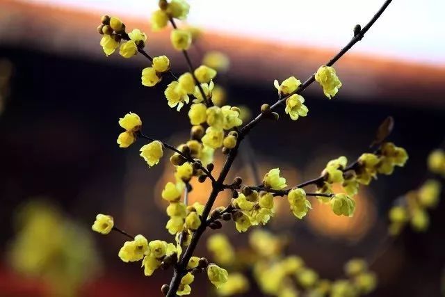 香山公園臘梅花語:慈愛,依戀,頑強花期:2月底-4月接下來,小編就要奉上