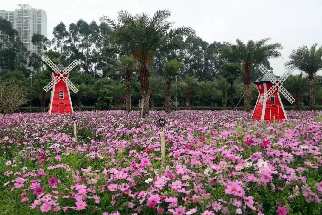 南寧市花卉公園格桑花開!花開正豔,美翻了.