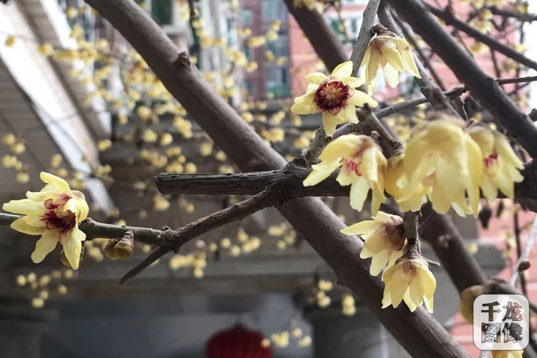 2月17日,海淀区紫竹院路一居民小区腊梅盛开,淡黄色的花朵浓香扑鼻
