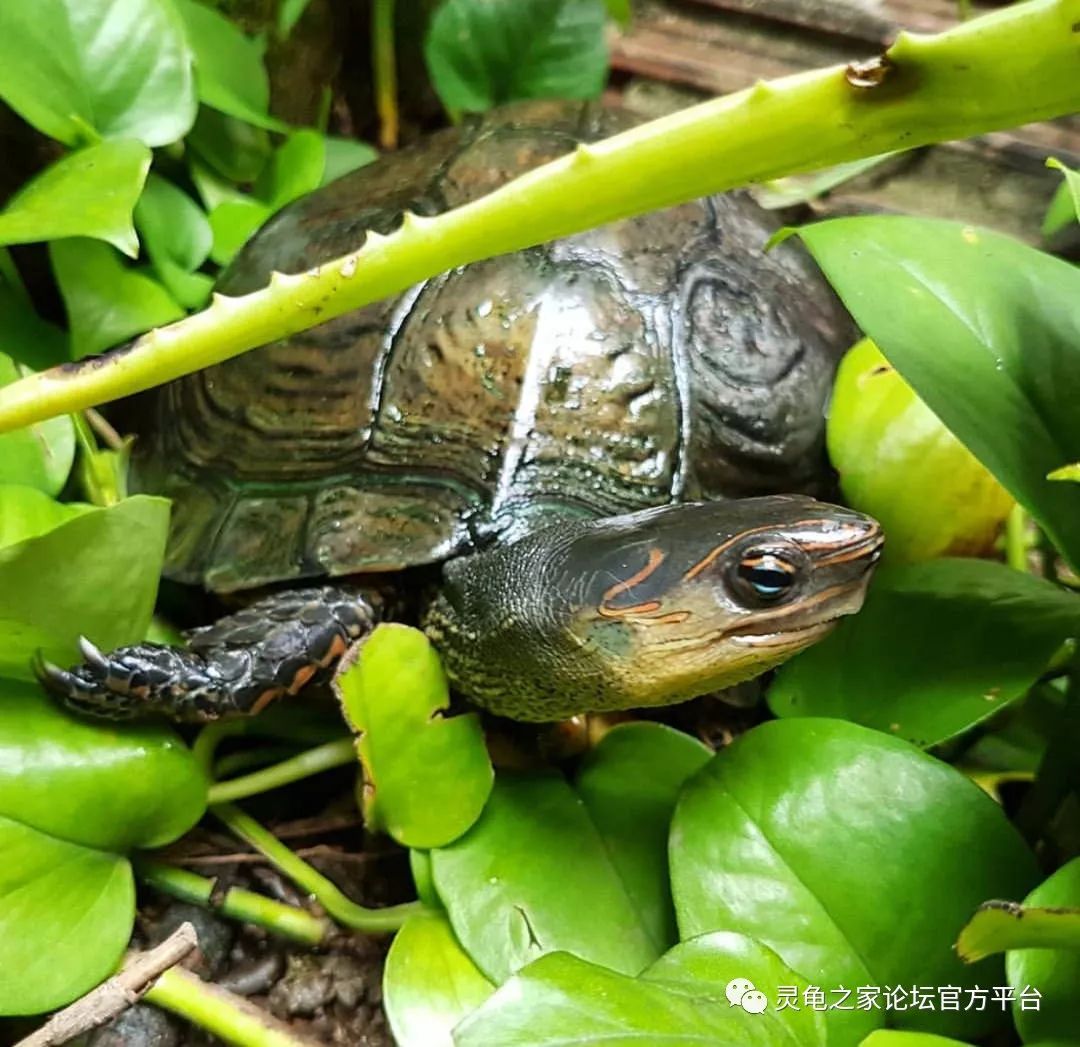 室外飼養除了要考慮環境溫度及溼度,還應搭建遮陽篷,或種植一些大樹和