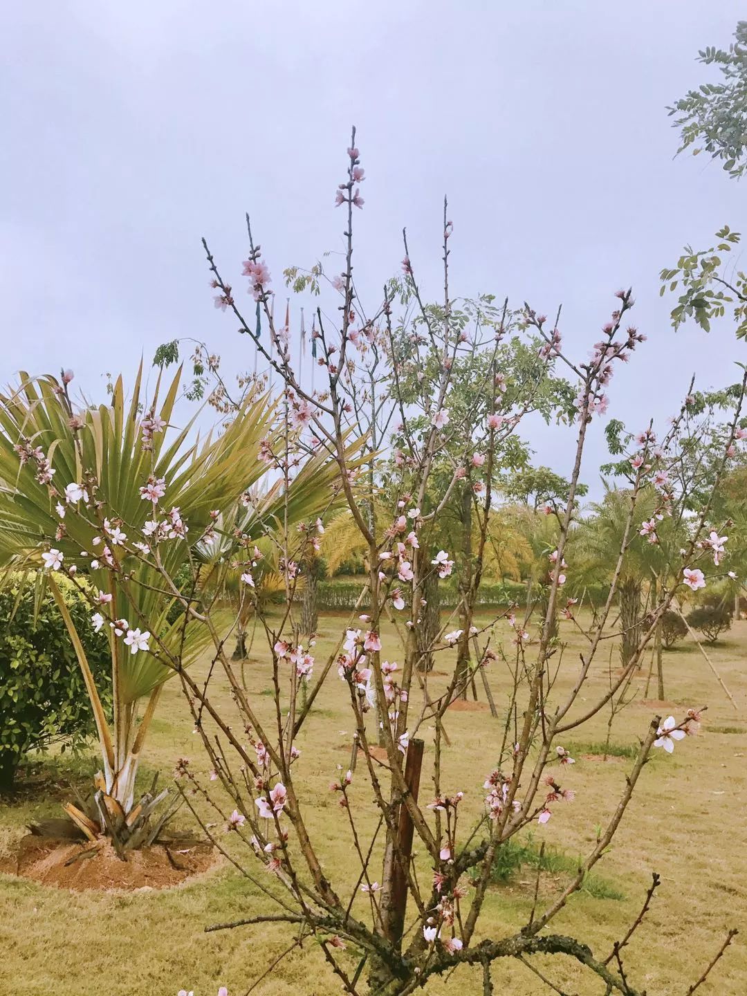 手捧桃花,那细腻令人爱不释手 心念桃花,说不出的缱绻缠绵.