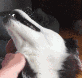 狗伸舌头表情包gif图片