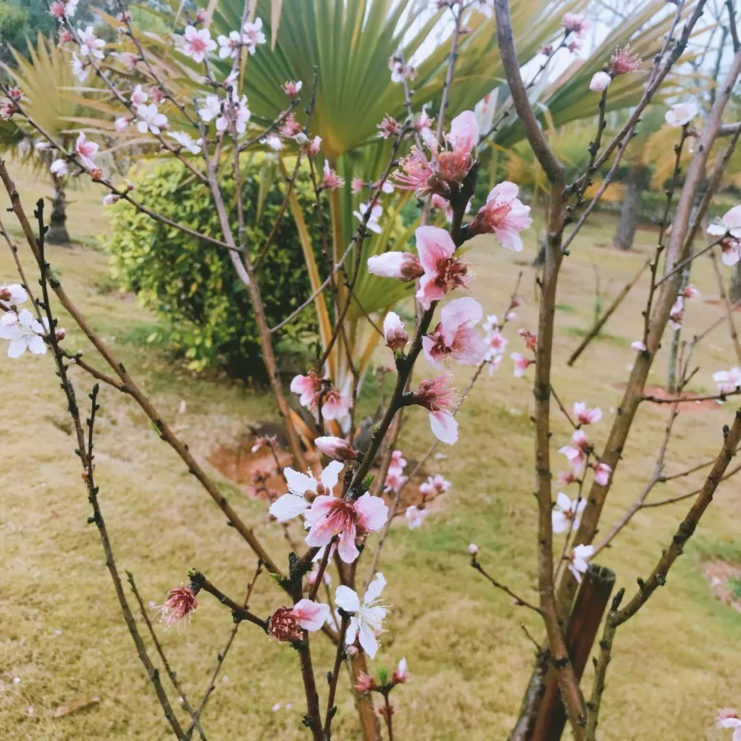 普宁十里桃花图片