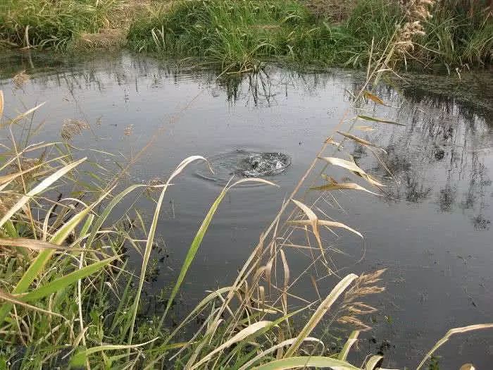 小河溝裡大豐收,連續上魚,不時還有雙飛