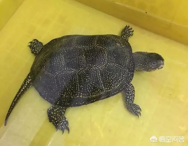 可以深水养殖的乌龟有哪些?