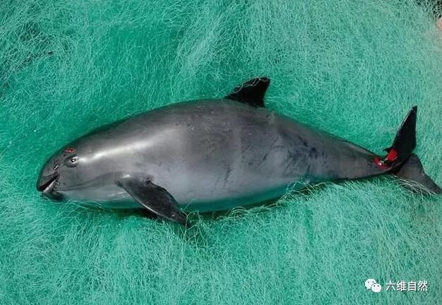 害羞的加湾鼠海豚,真的要在2018年消失?