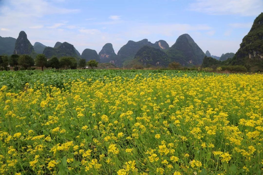 這是一條很黃的推送廣西各地油菜花盛開啦