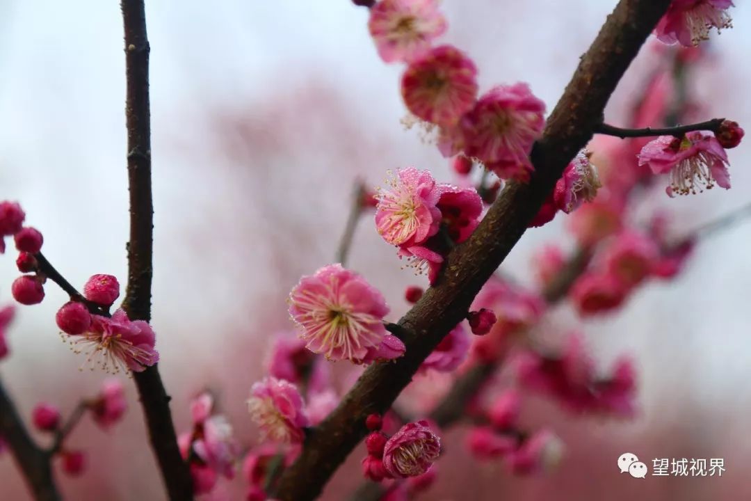 踏春走起!望城這個公園梅花開得正旺,你不去看看嗎?