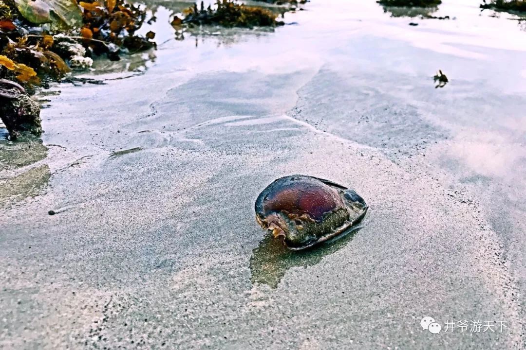 纳闽岛沙滩上捡到被冲上岸的鲨鱼卵2018年2月14日 下午( 20180214