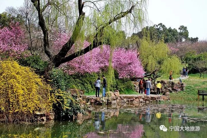 3月1011日無錫梅園賞梅拈花灣小鎮夜景蠡湖公園蘇州護城河遊船靜思園