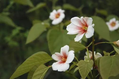 楸叶含有丰富的营养成分,嫩叶可食,花可炒菜或提炼芳香油.