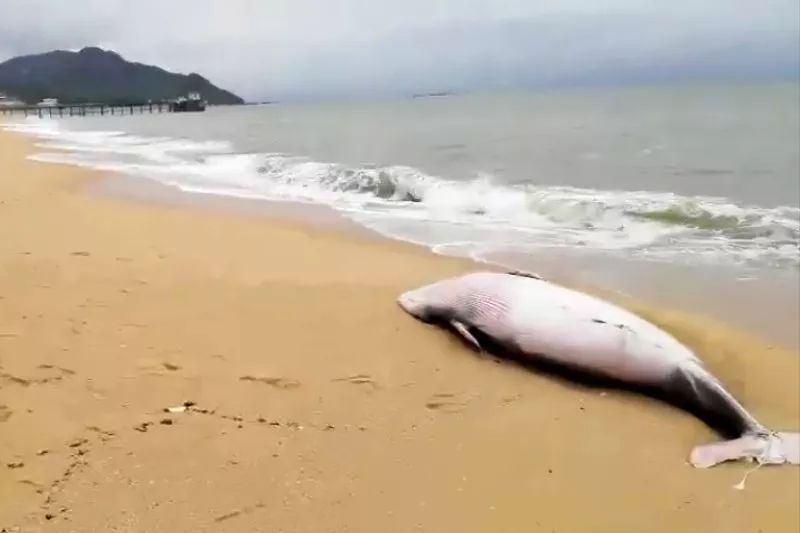 汕尾馬宮南湖海一鯨魚擱淺死亡