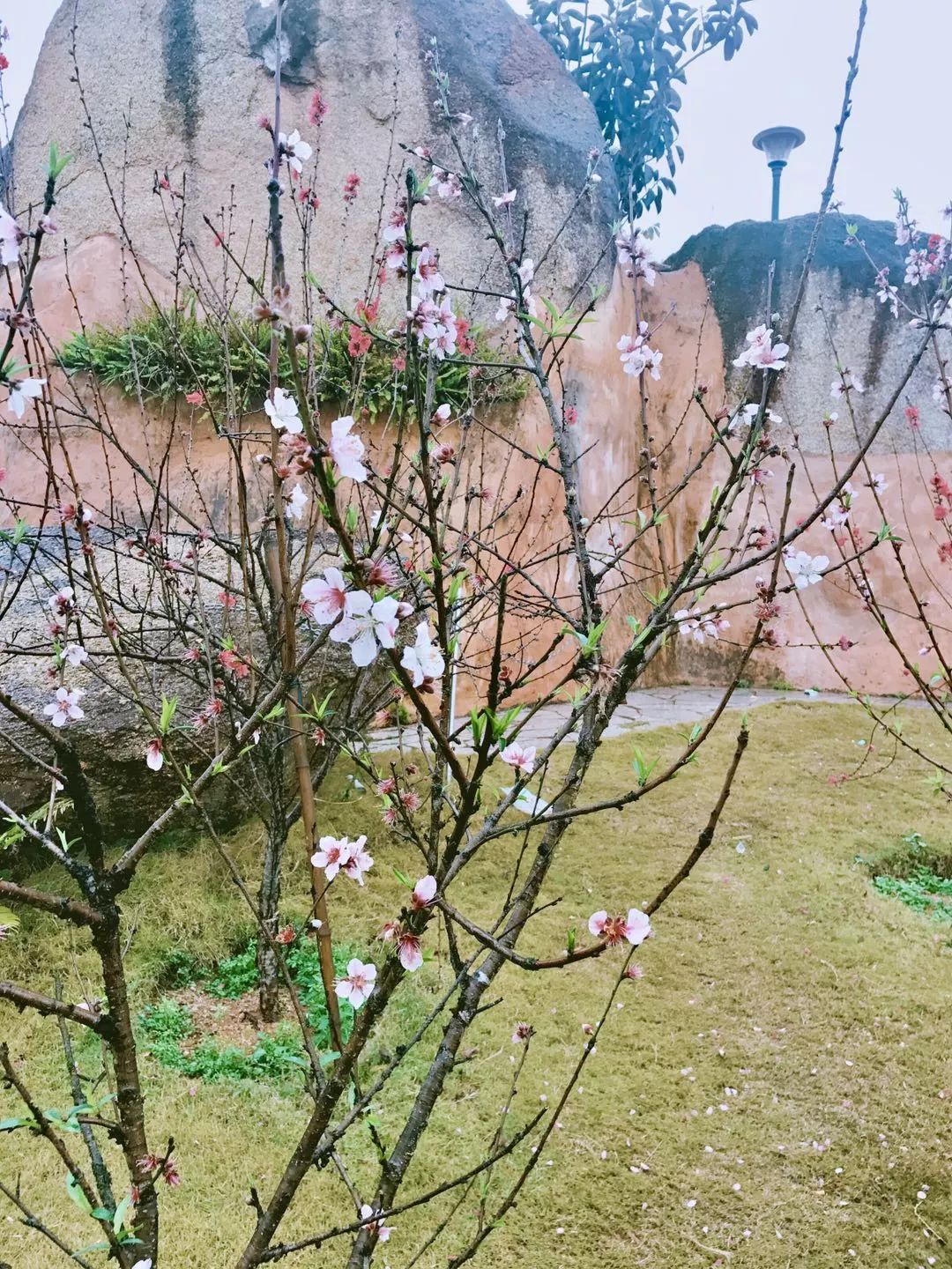 普宁十里桃花图片