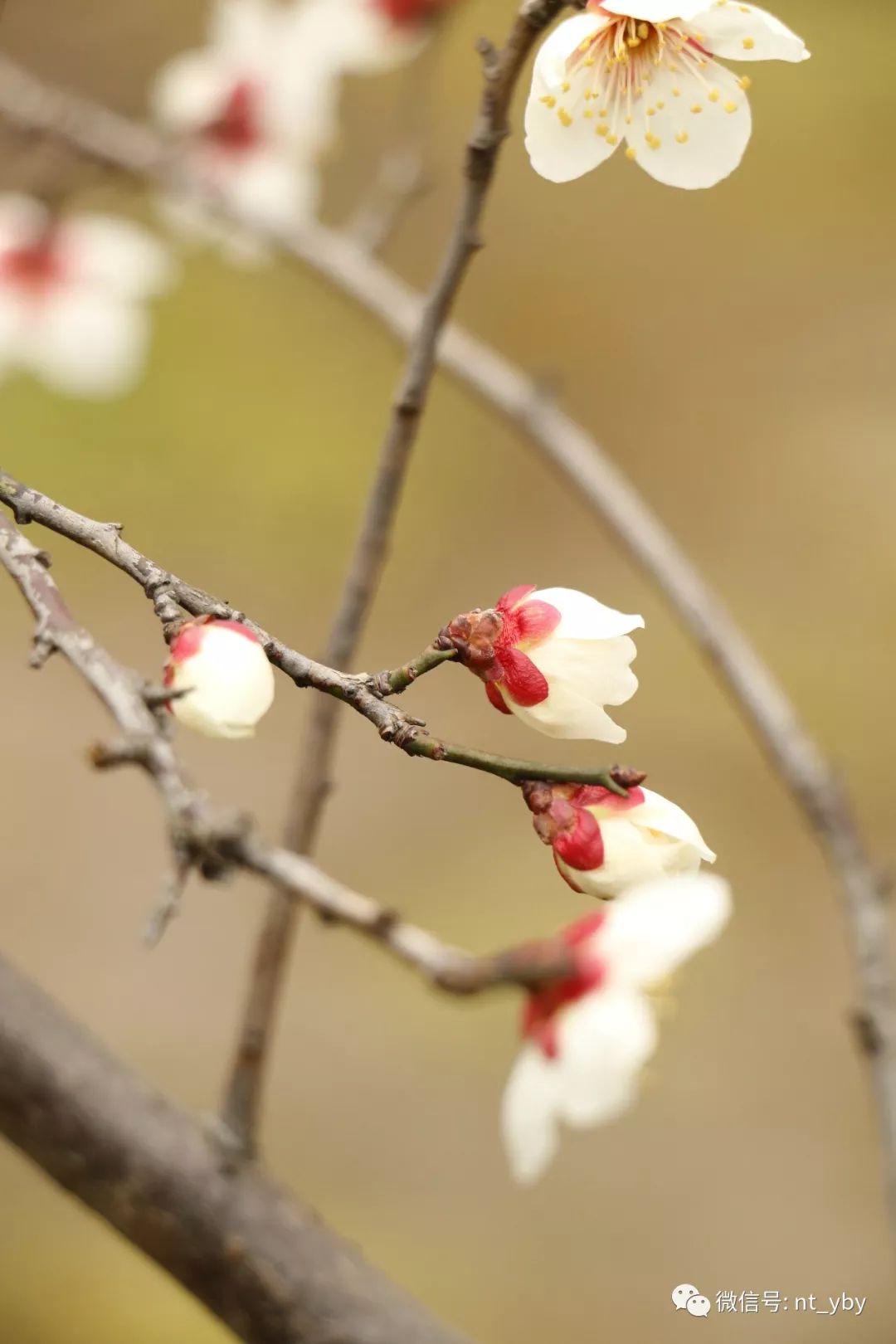 闻道梅花坼晓风,雪堆遍满四山中.