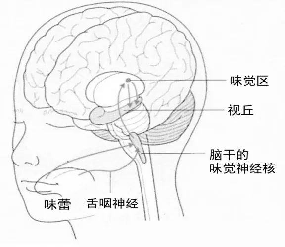 味觉的形成过程示意图图片