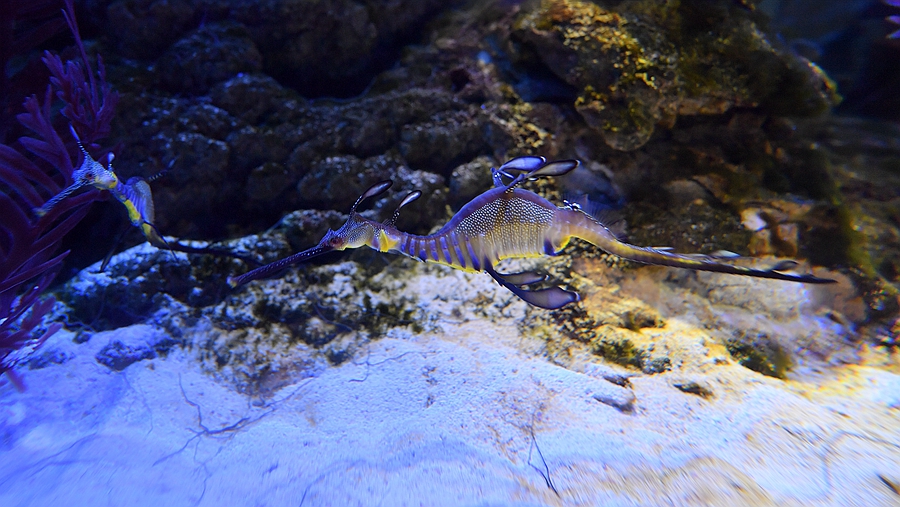 草海龍——海洋生物中傑出的偽裝大師