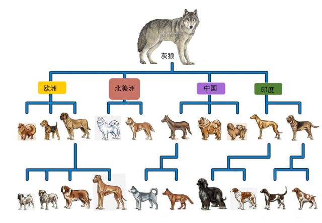 狗的祖先进化图片