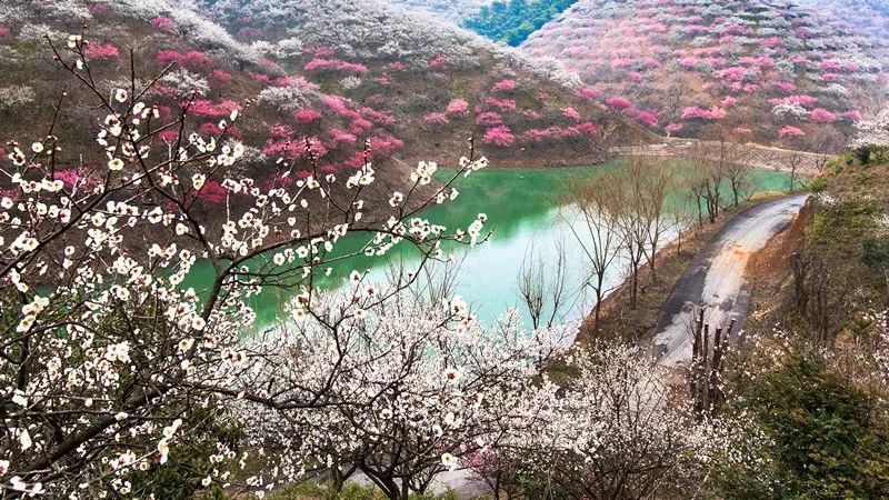 千树万树梅花开安吉这家春节开业的景区已迎来梅好花期