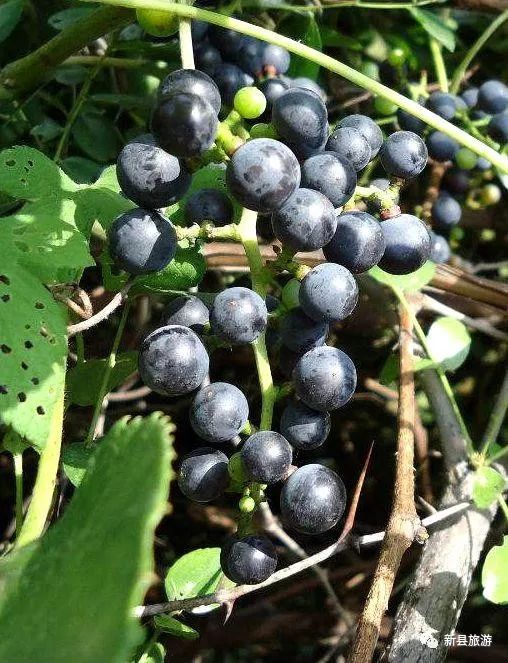 大別山新縣童年記憶裡的山林野食美味