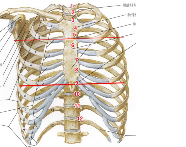 第二肋骨位置图图片