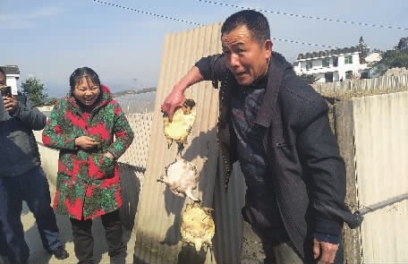 【新春走基层】浏阳农民孔蒲中探索"稻田 生态养殖"模式