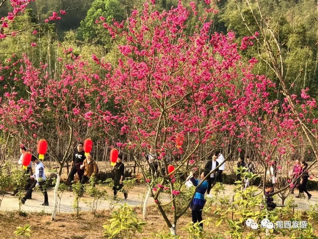 揭西樱花谷详细介绍图片