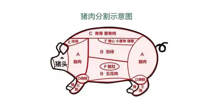 猪肉解剖图谱说明图图片