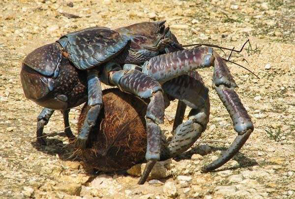 椰子蟹vs螳螂虾图片