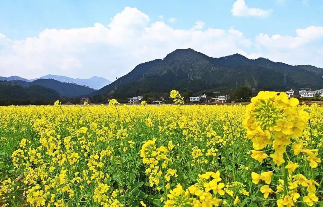 2018年湖南油菜花賞花地圖出爐!帶你去看金黃的春天!