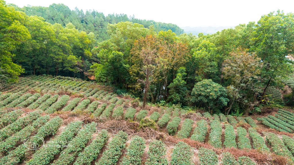 揭阳京明茶园图片