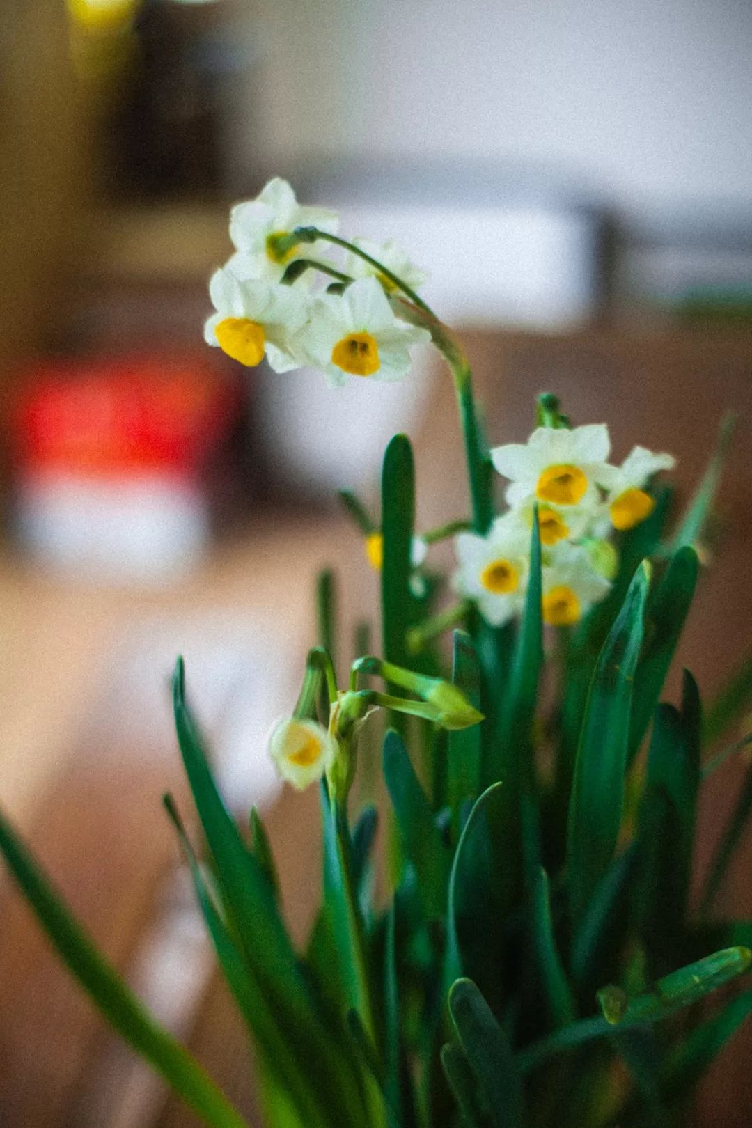 水仙花