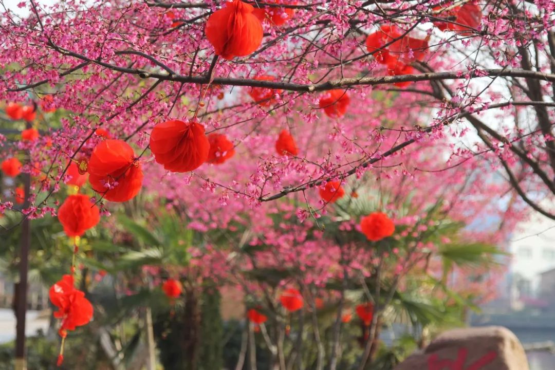 江西大余梅花大观园图片