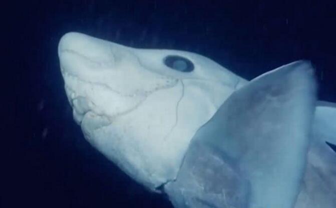罕见镜头拍下深海鬼鲨 眼睛巨大长得如外星生物