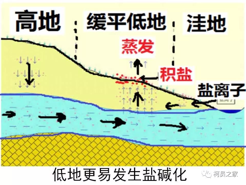 盐碱化的成因图片