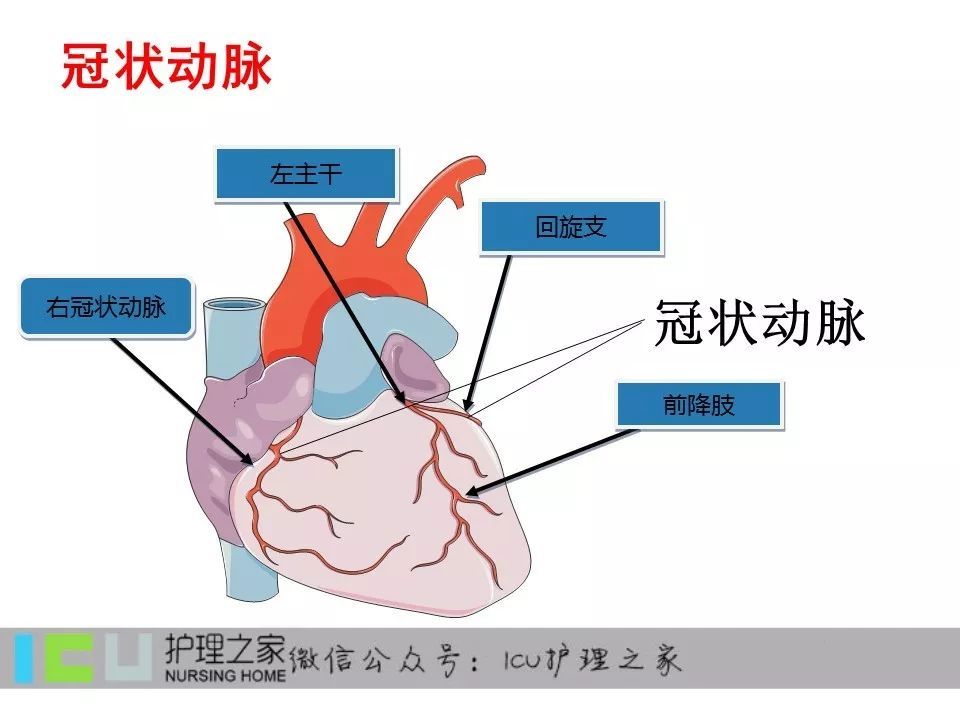 桡动脉到冠脉的路径图图片