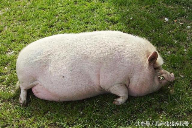 人怕出名猪怕壮,猪的过度肥胖要及时调整!
