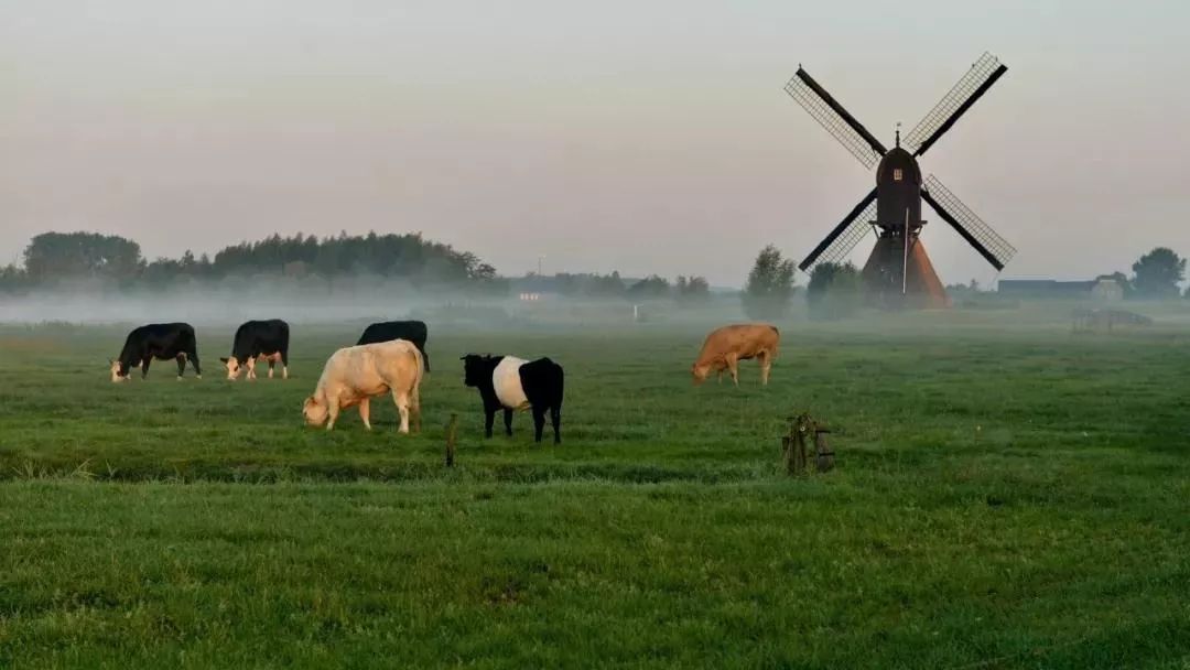 荷兰家庭农场为何能创造世界农业奇迹农产品净出口全球第一