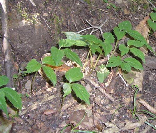 參仙源:人參原植物長什麼樣?