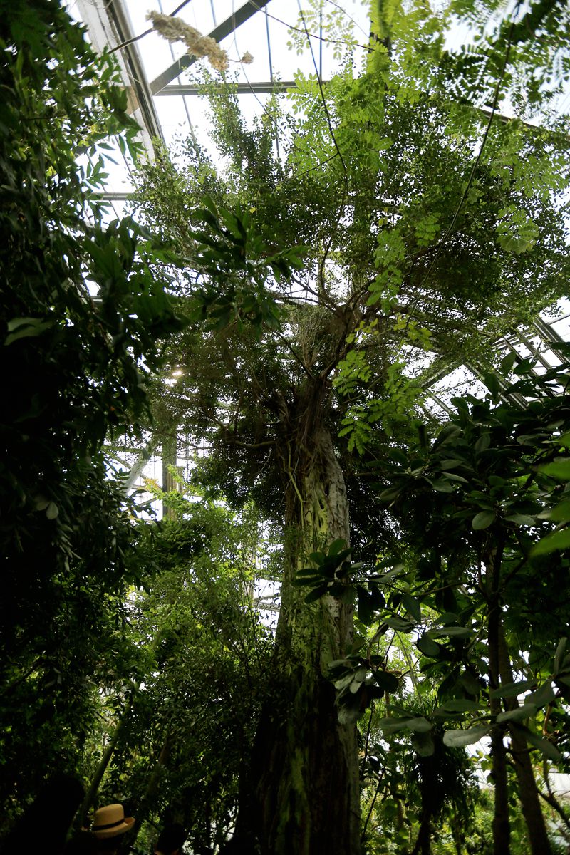 溫室群景區簡介航拍溫室群景區進入植物園後,通過大王椰子樹路和芒果