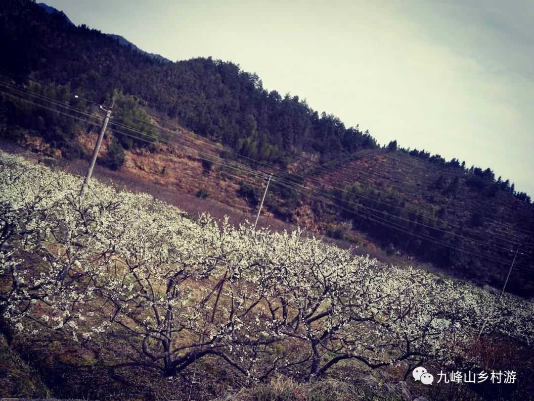 花期動態2018年樂昌桃花節九峰花海2月23花況